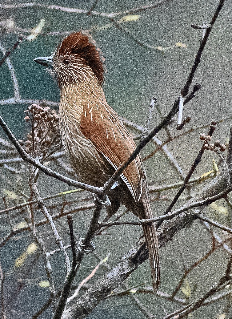 Striated Laughingthrush - ML633692161