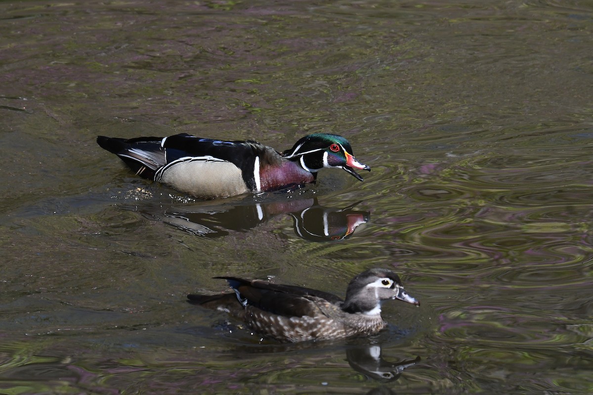 Wood Duck - ML633692187