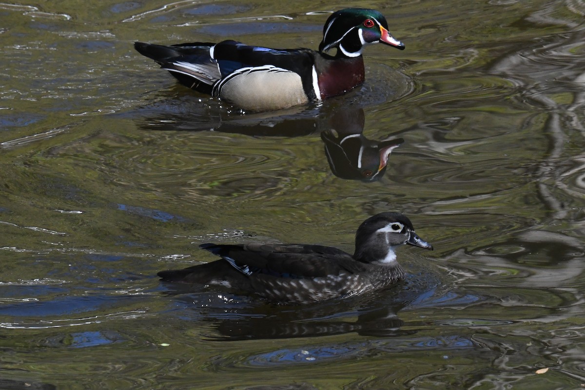 Wood Duck - ML633692188