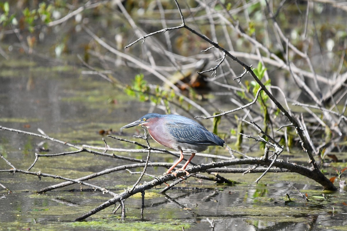 Green Heron - ML633692196