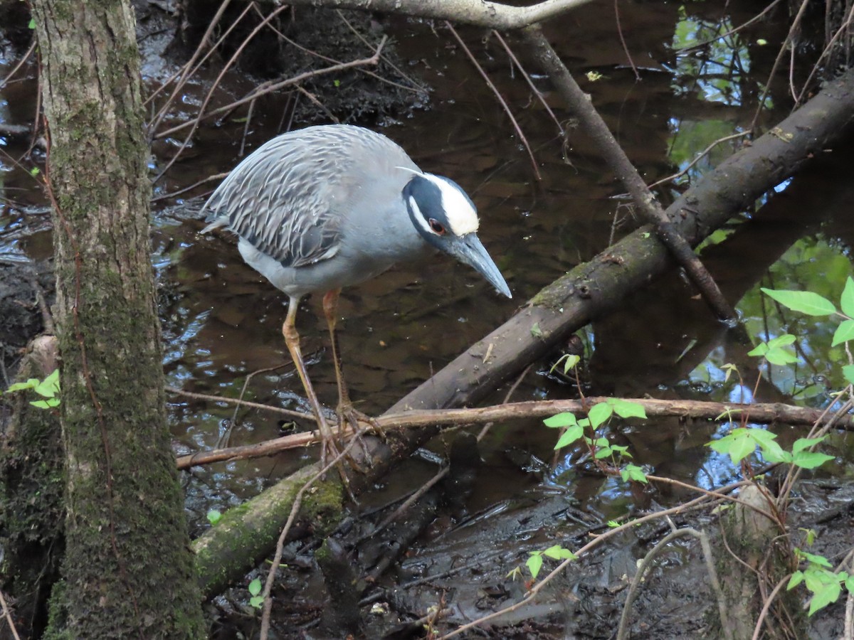 Yellow-crowned Night Heron - ML633692201