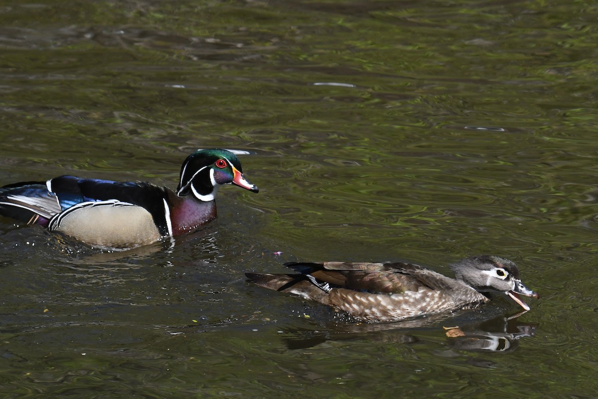 Wood Duck - ML633692202