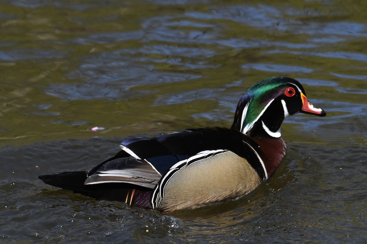 Wood Duck - ML633692230