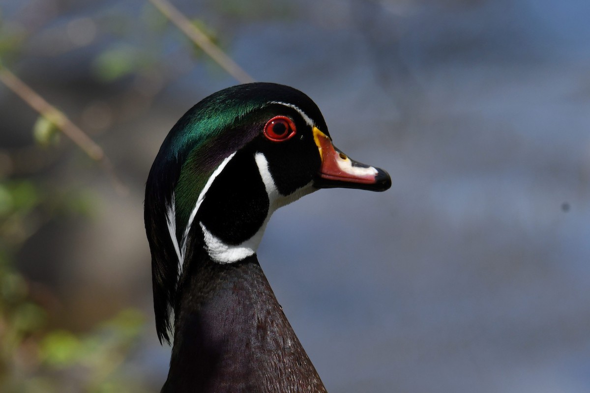 Wood Duck - ML633692274