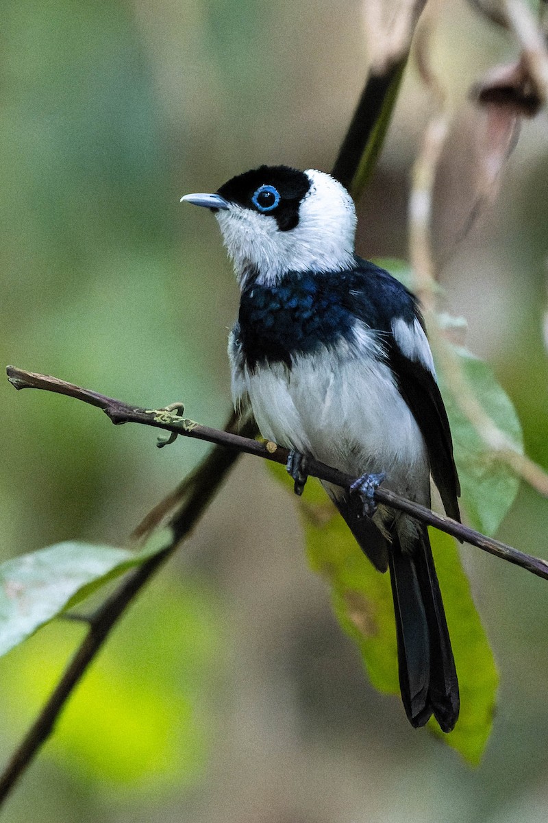 Pied Monarch - ML633692279