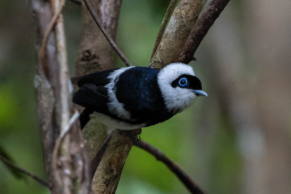 Pied Monarch - ML633692280