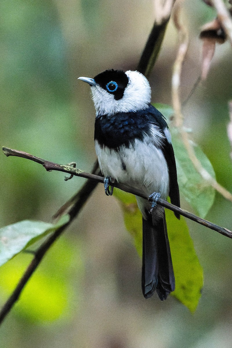 Pied Monarch - ML633692281