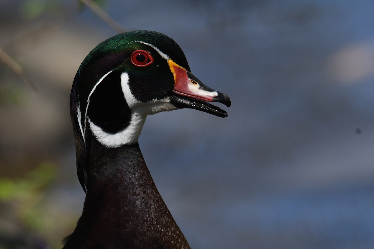 Wood Duck - ML633692291