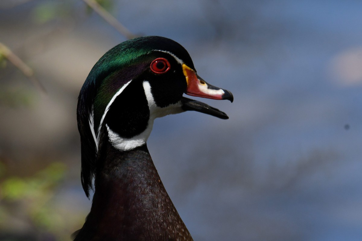 Wood Duck - ML633692310