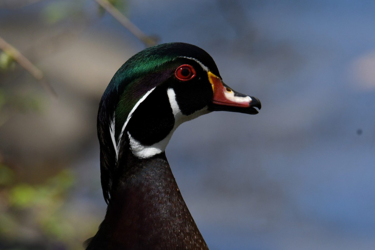 Wood Duck - ML633692325
