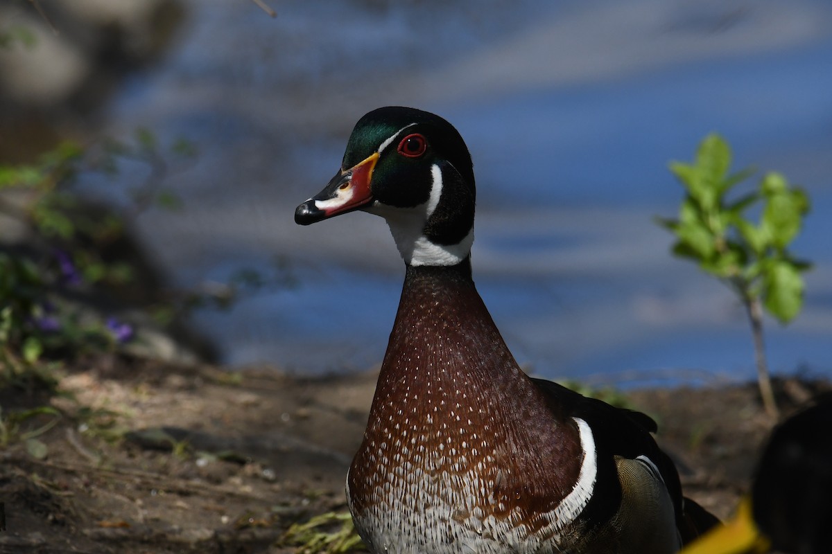 Wood Duck - ML633692358