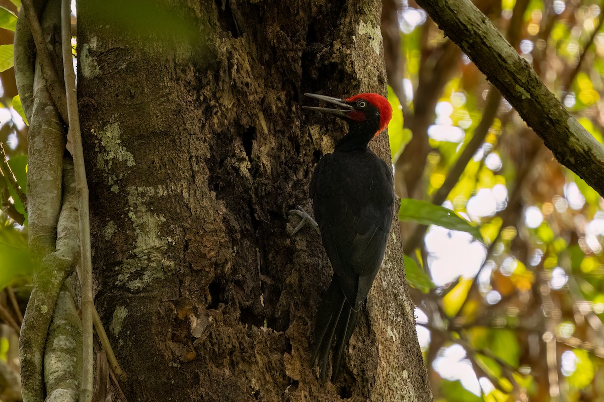 White-bellied Woodpecker - ML633692373