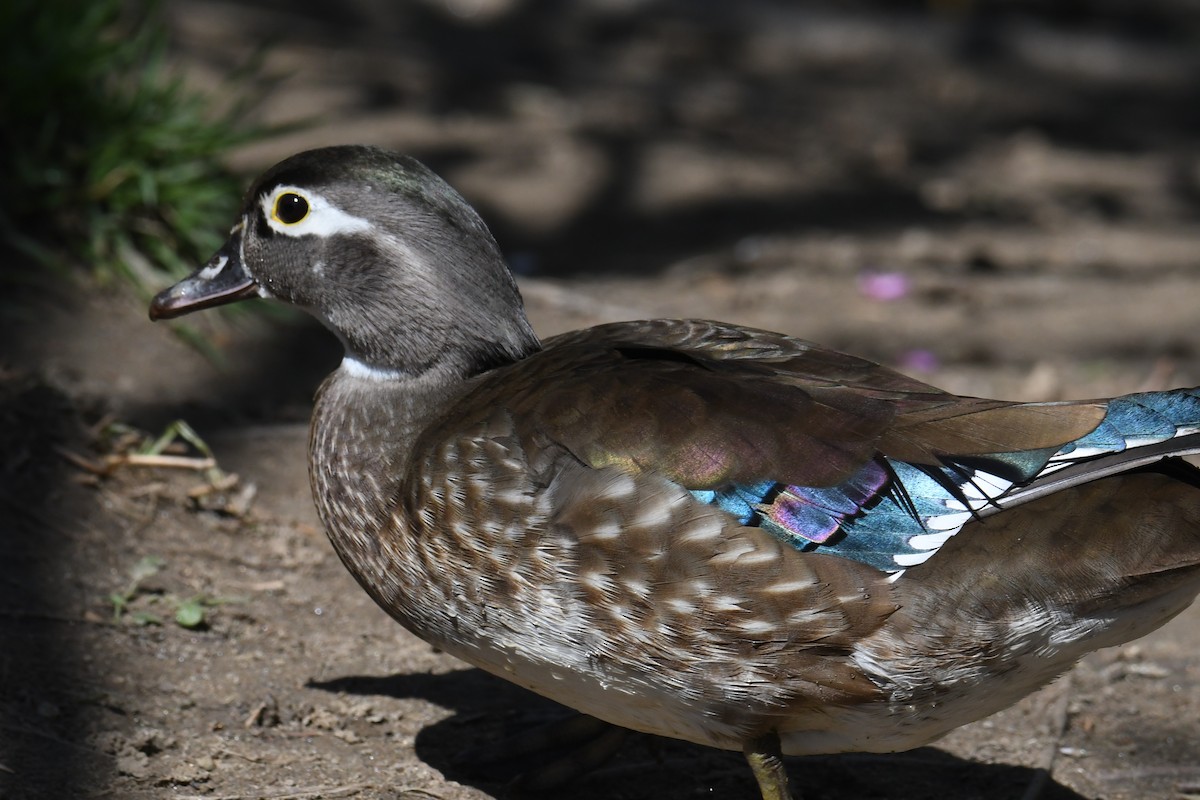 Wood Duck - ML633692382