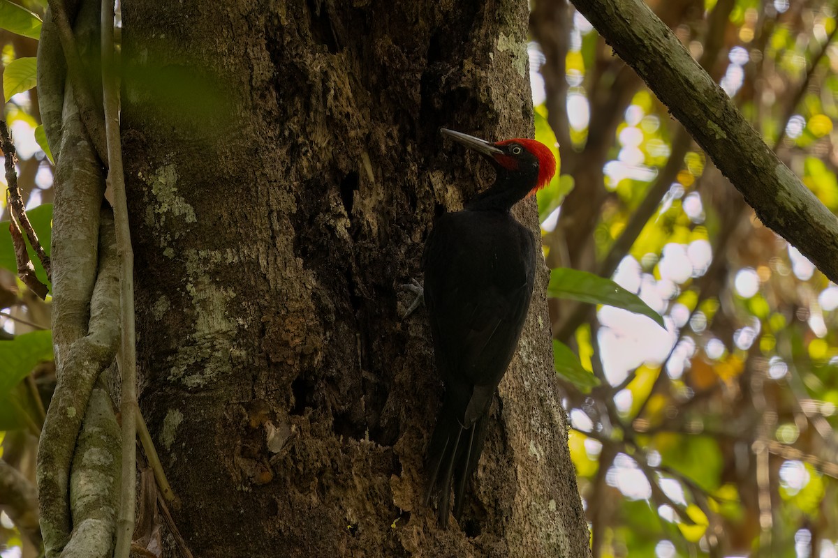 White-bellied Woodpecker - ML633692385