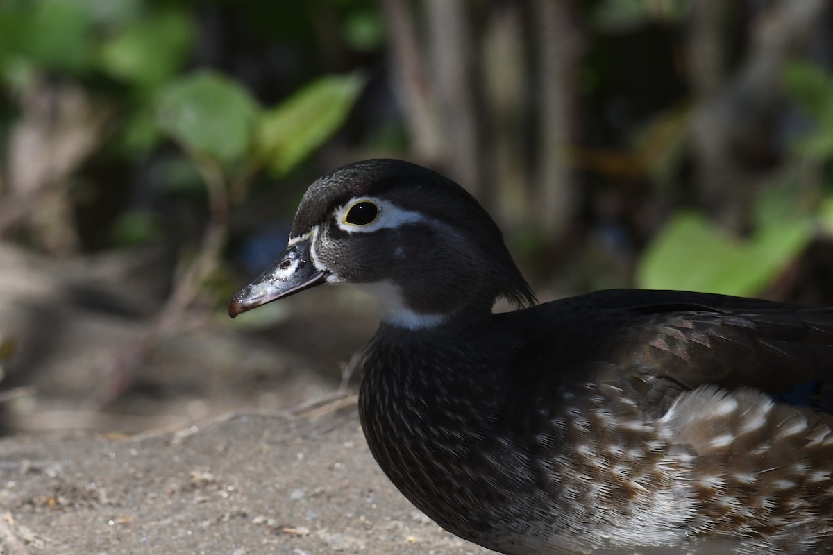 Wood Duck - ML633692396