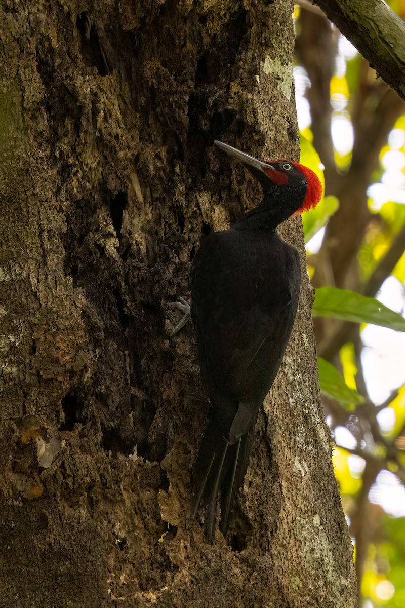 White-bellied Woodpecker - ML633692397