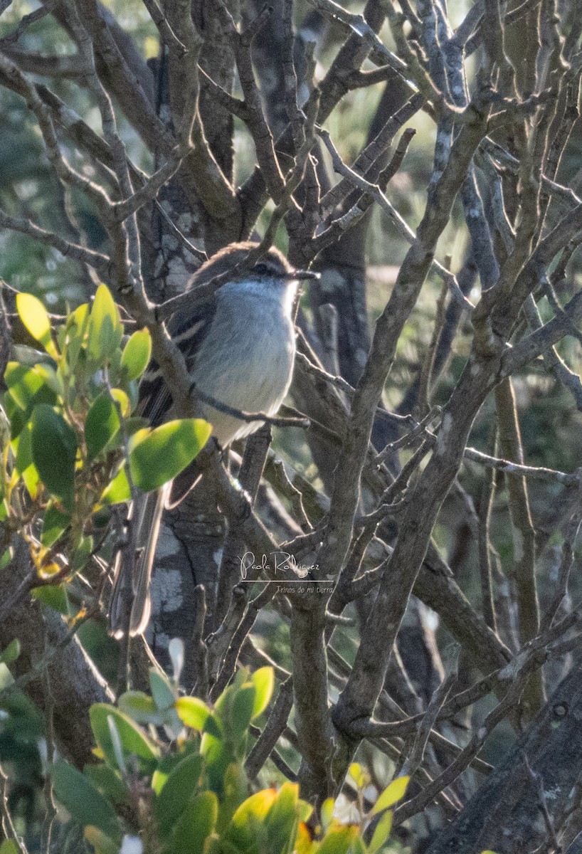 White-throated Tyrannulet - ML633692432