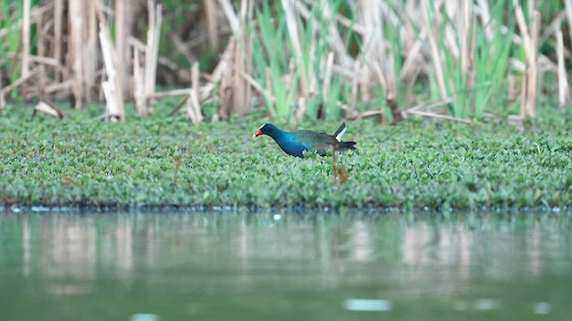 Purple Gallinule - ML633692523