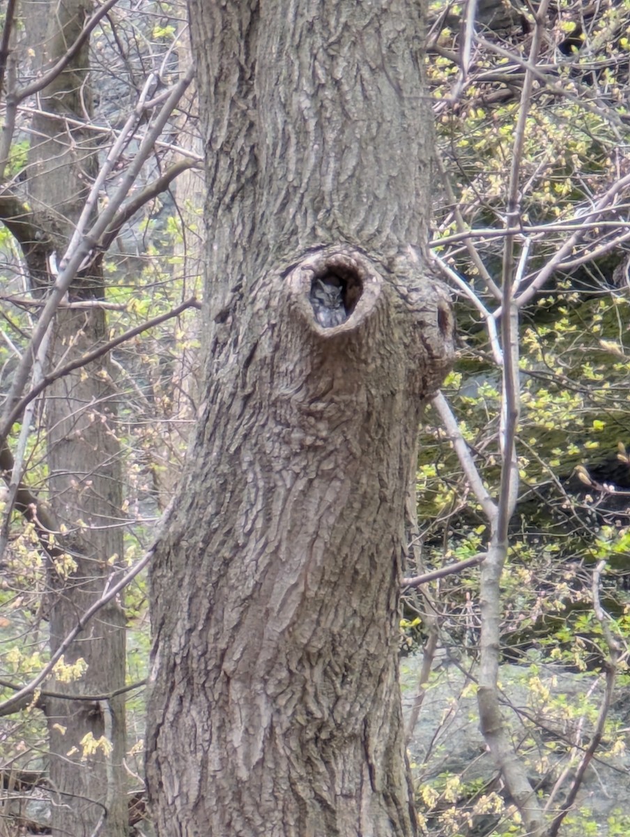 Eastern Screech-Owl - ML633692655
