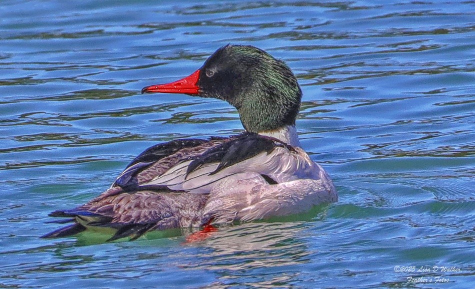 Common Merganser - ML633692706