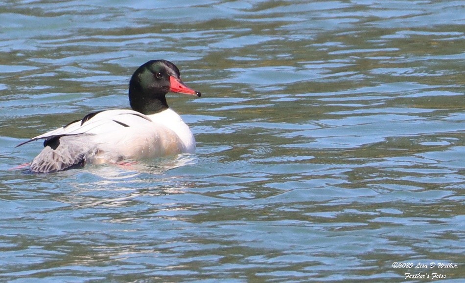 Common Merganser - ML633692707