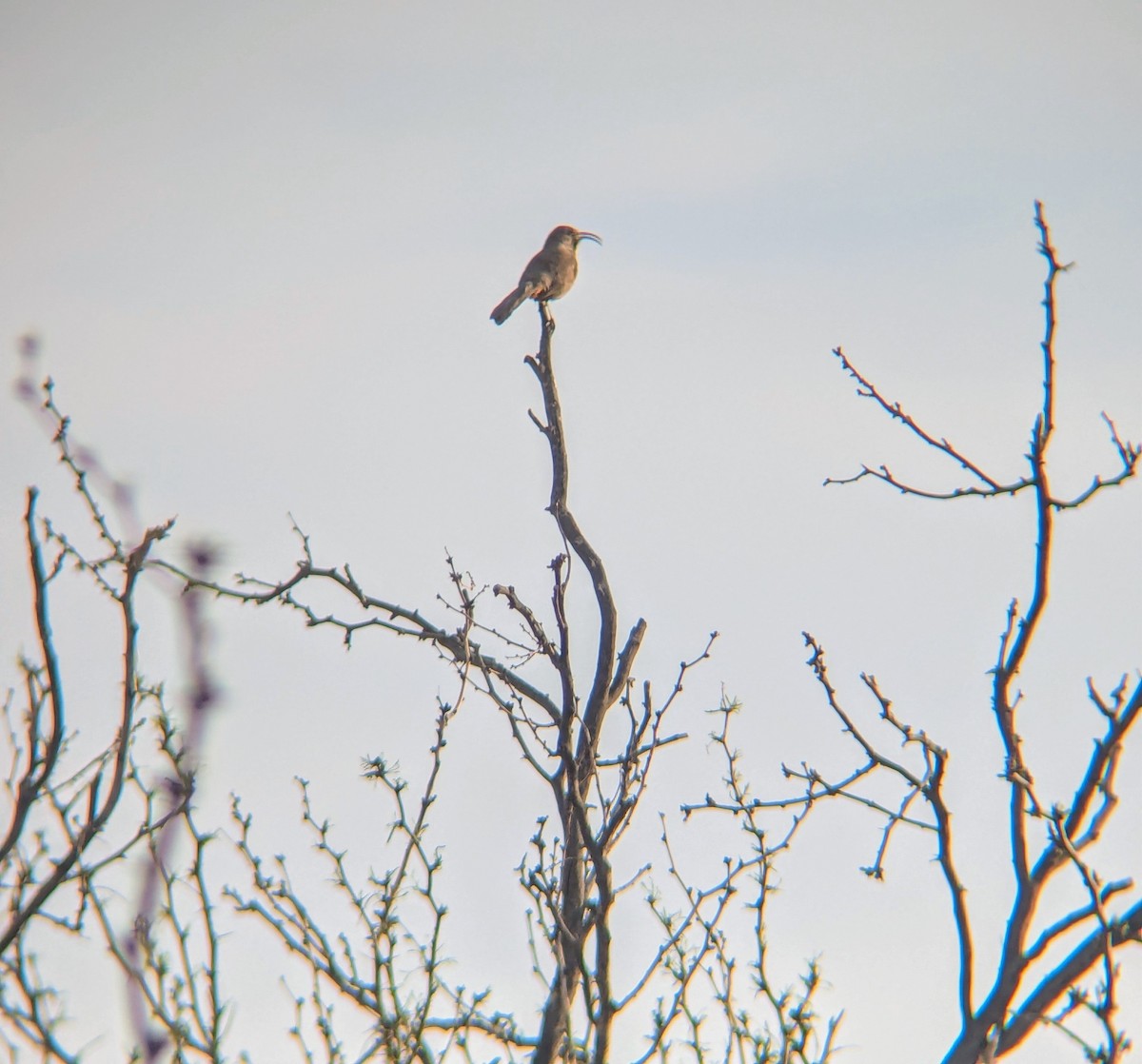 Crissal Thrasher - ML633692756