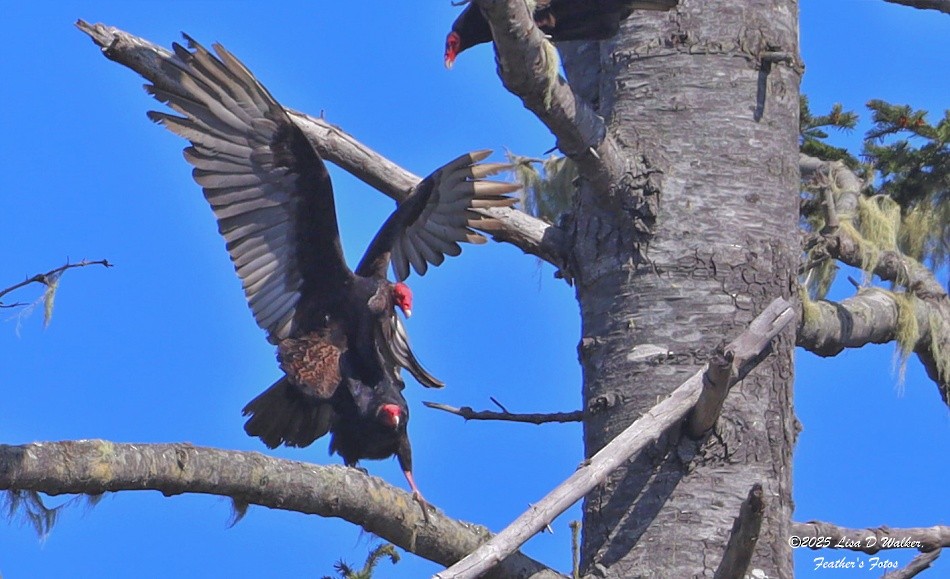 Turkey Vulture - ML633692802