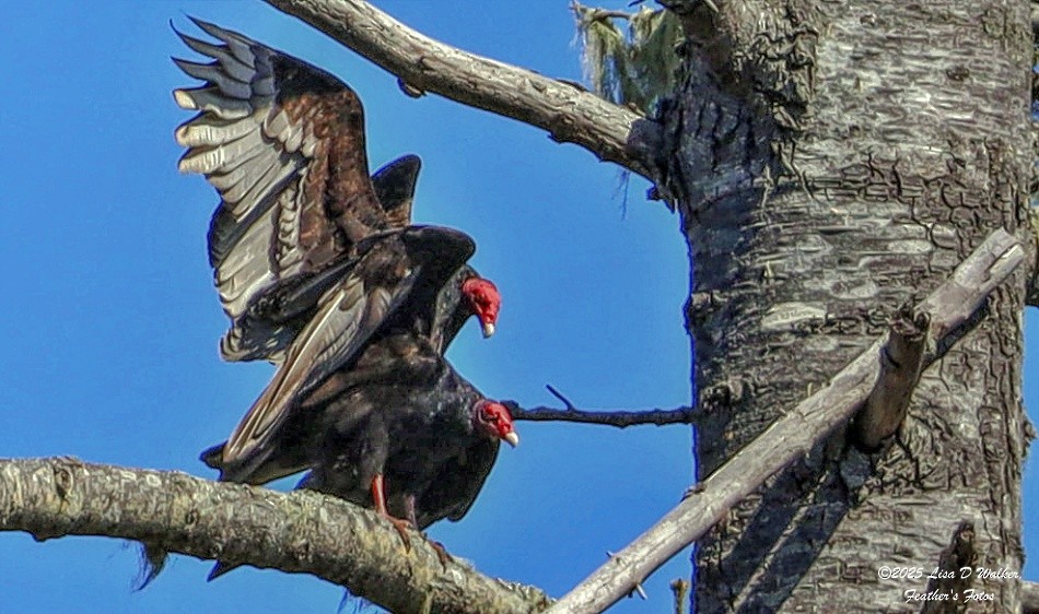 Turkey Vulture - ML633692803