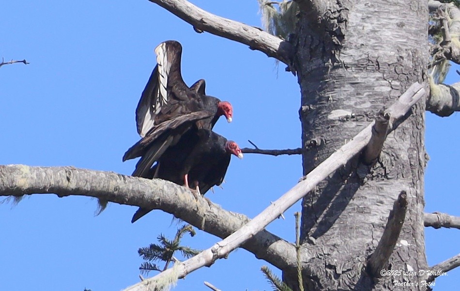 Turkey Vulture - ML633692804