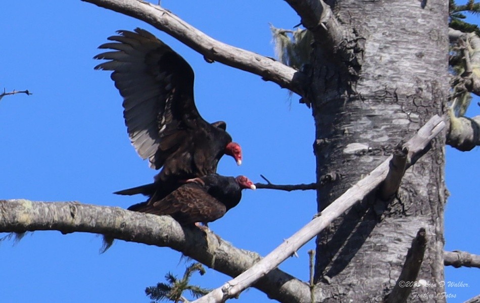 Turkey Vulture - ML633692805