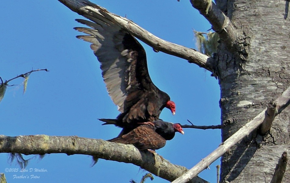 Turkey Vulture - ML633692806