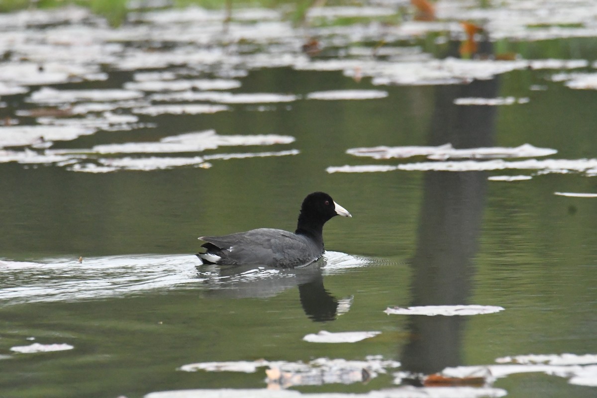 American Coot - ML633693275