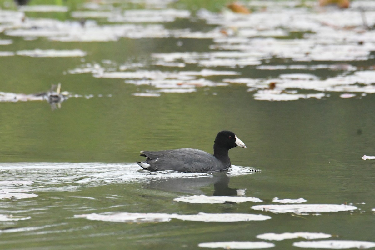 American Coot - ML633693292