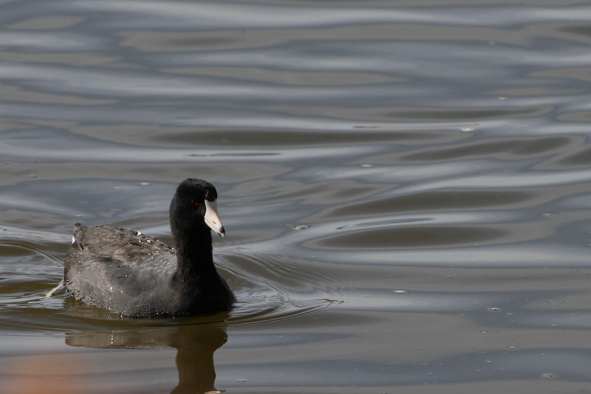 American Coot - ML633693300