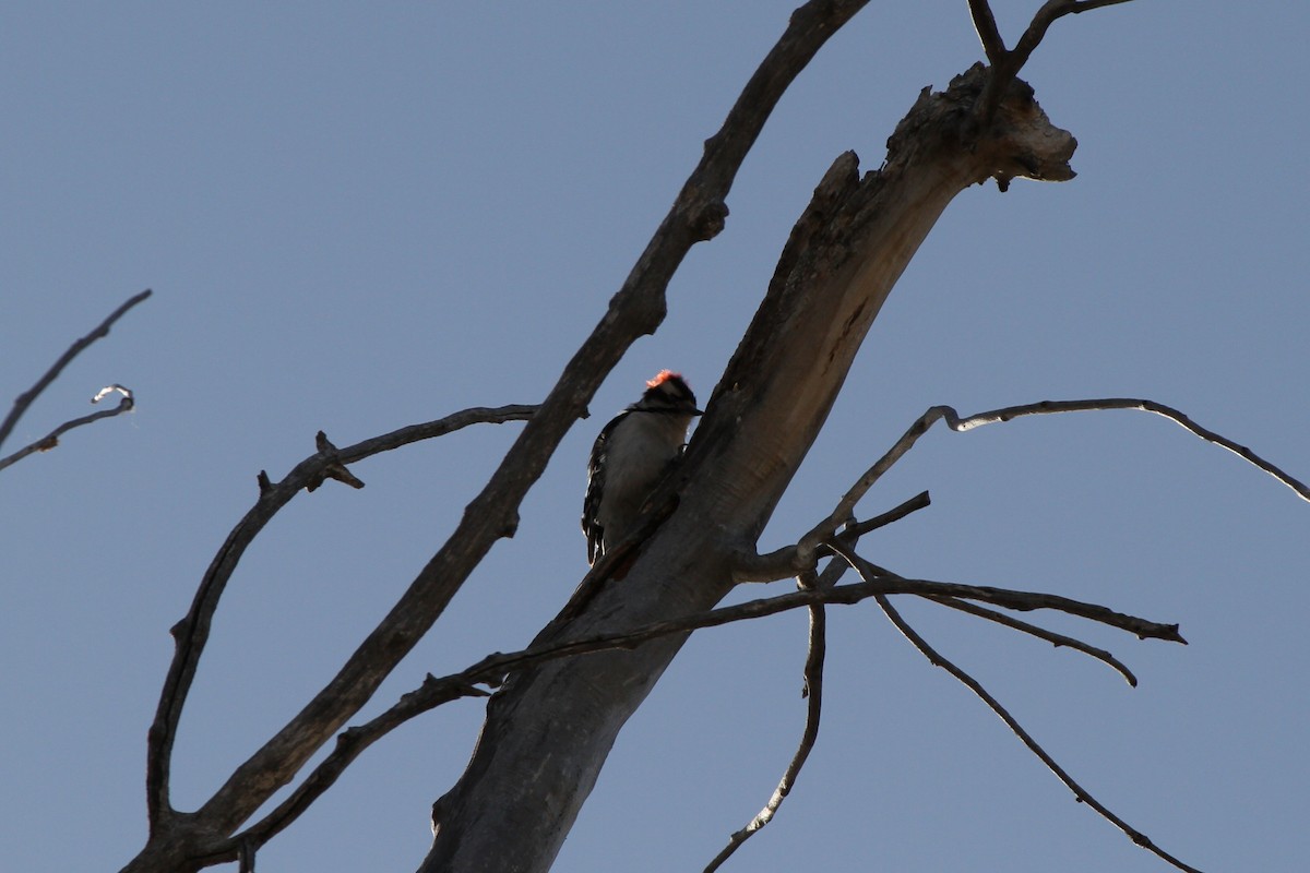 Downy Woodpecker - ML633693315
