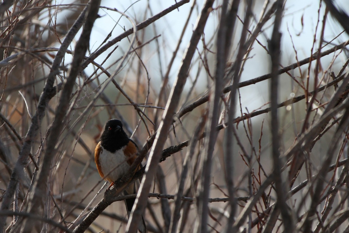 Spotted Towhee - ML633693324