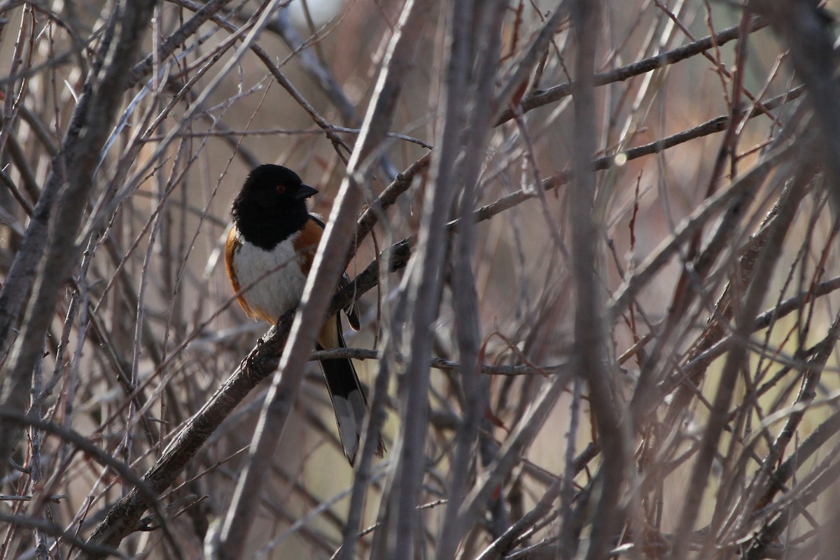 Spotted Towhee - ML633693325