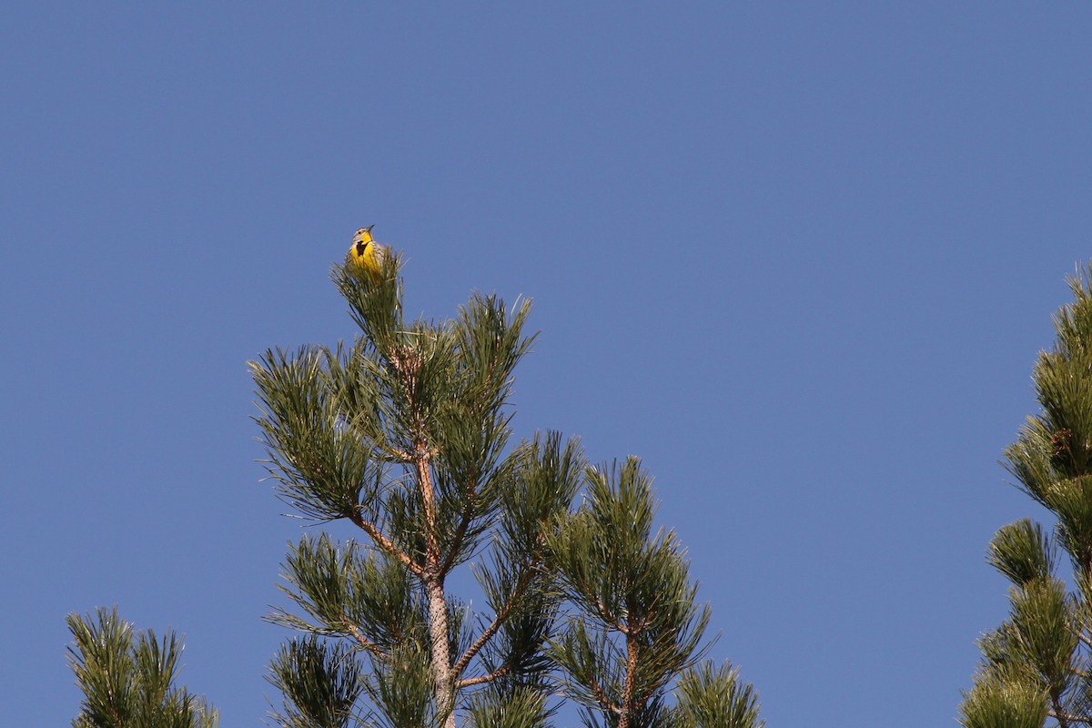 Western Meadowlark - ML633693344