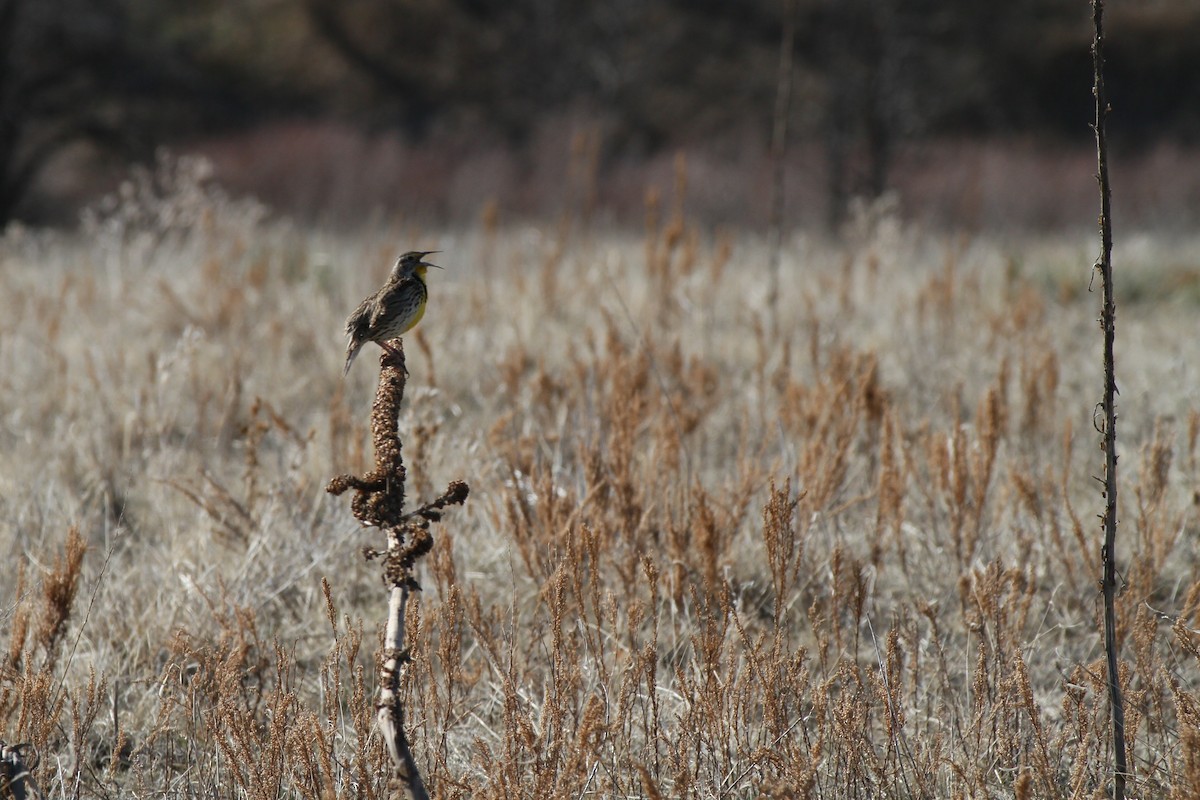 Western Meadowlark - ML633693346