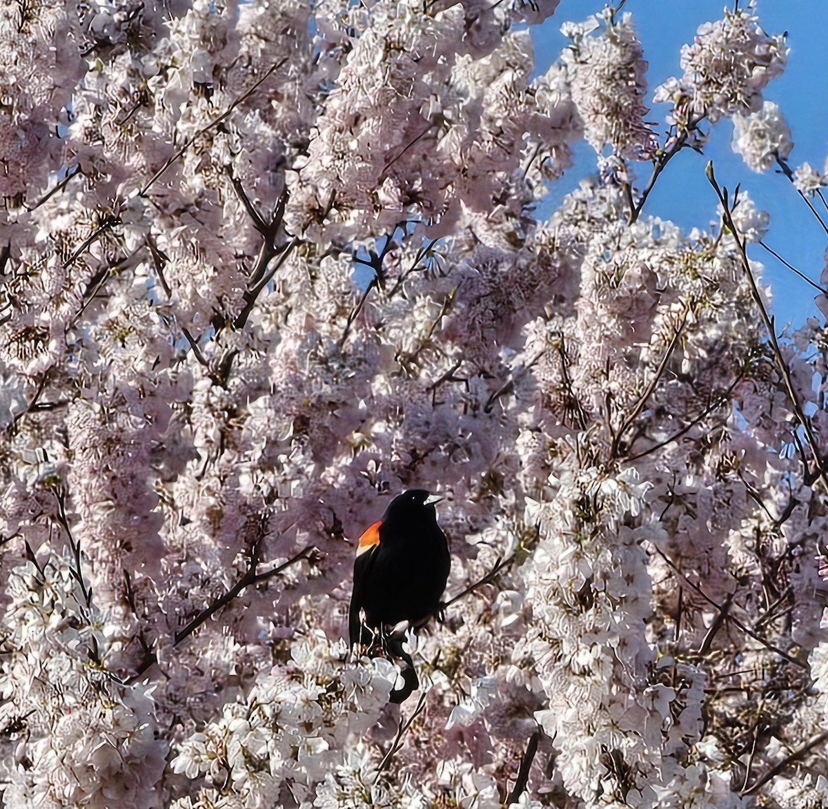 Red-winged Blackbird (Red-winged) - ML633693376