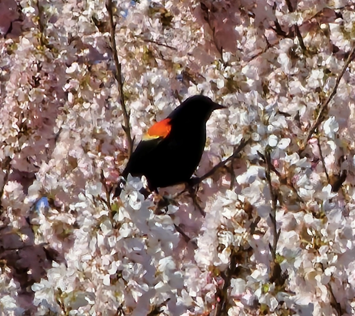 Red-winged Blackbird (Red-winged) - ML633693387