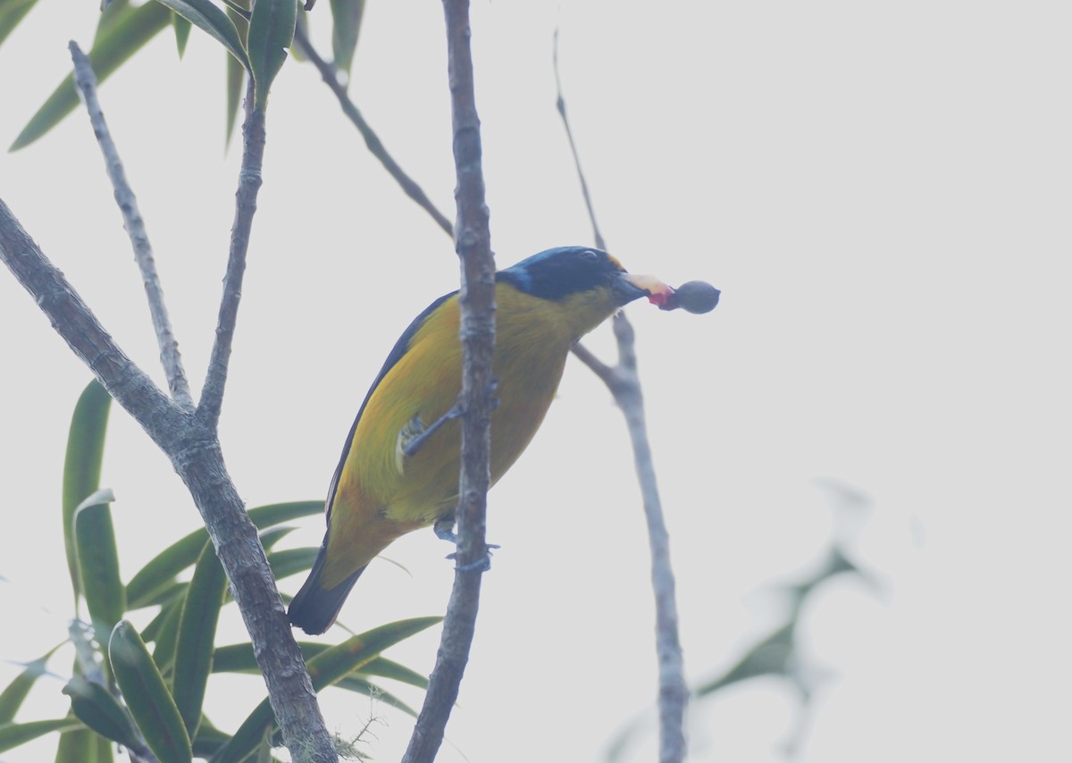 Puerto Rican Euphonia - ML633693419