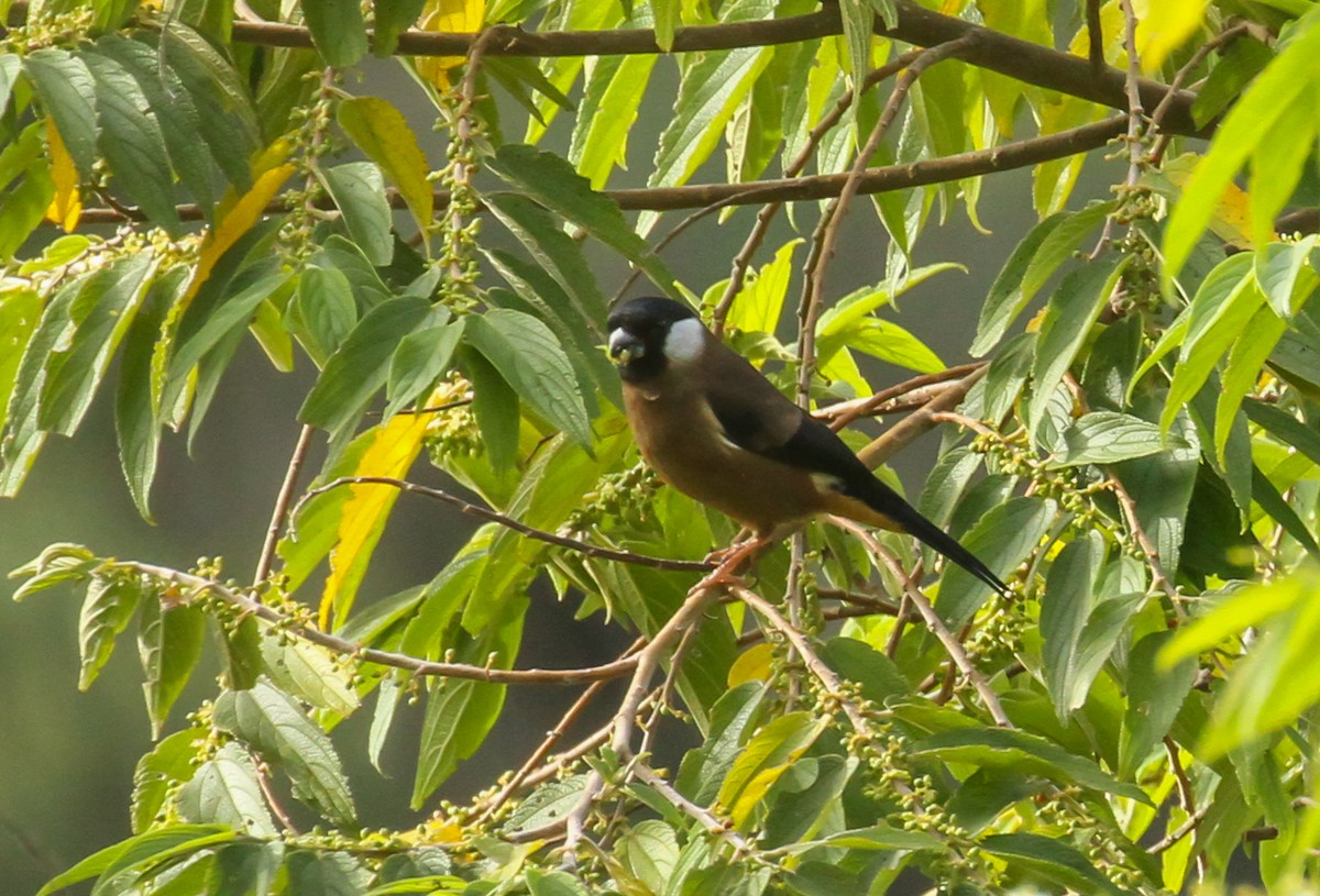White-cheeked Bullfinch - ML633693438