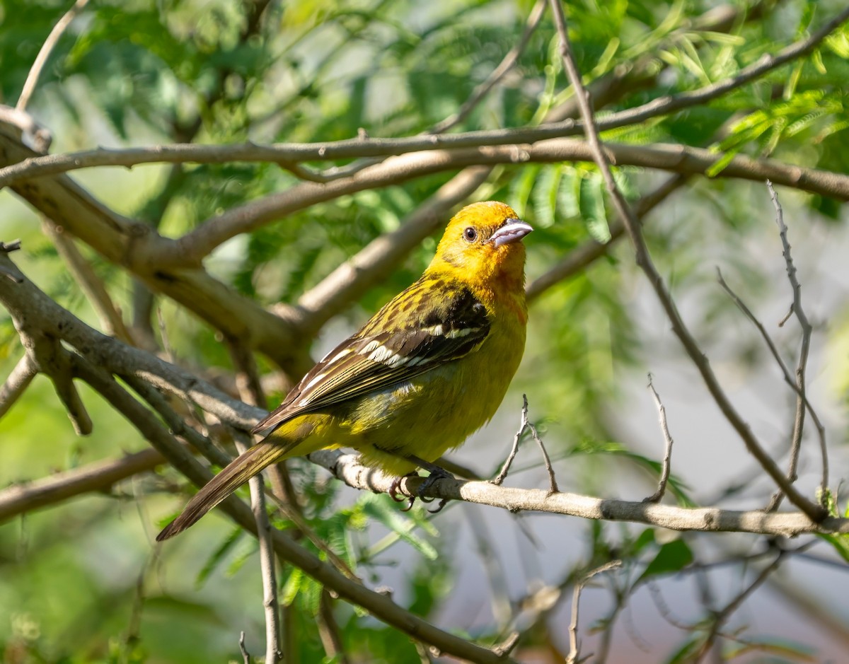 Piranga Estriada - ML633693473