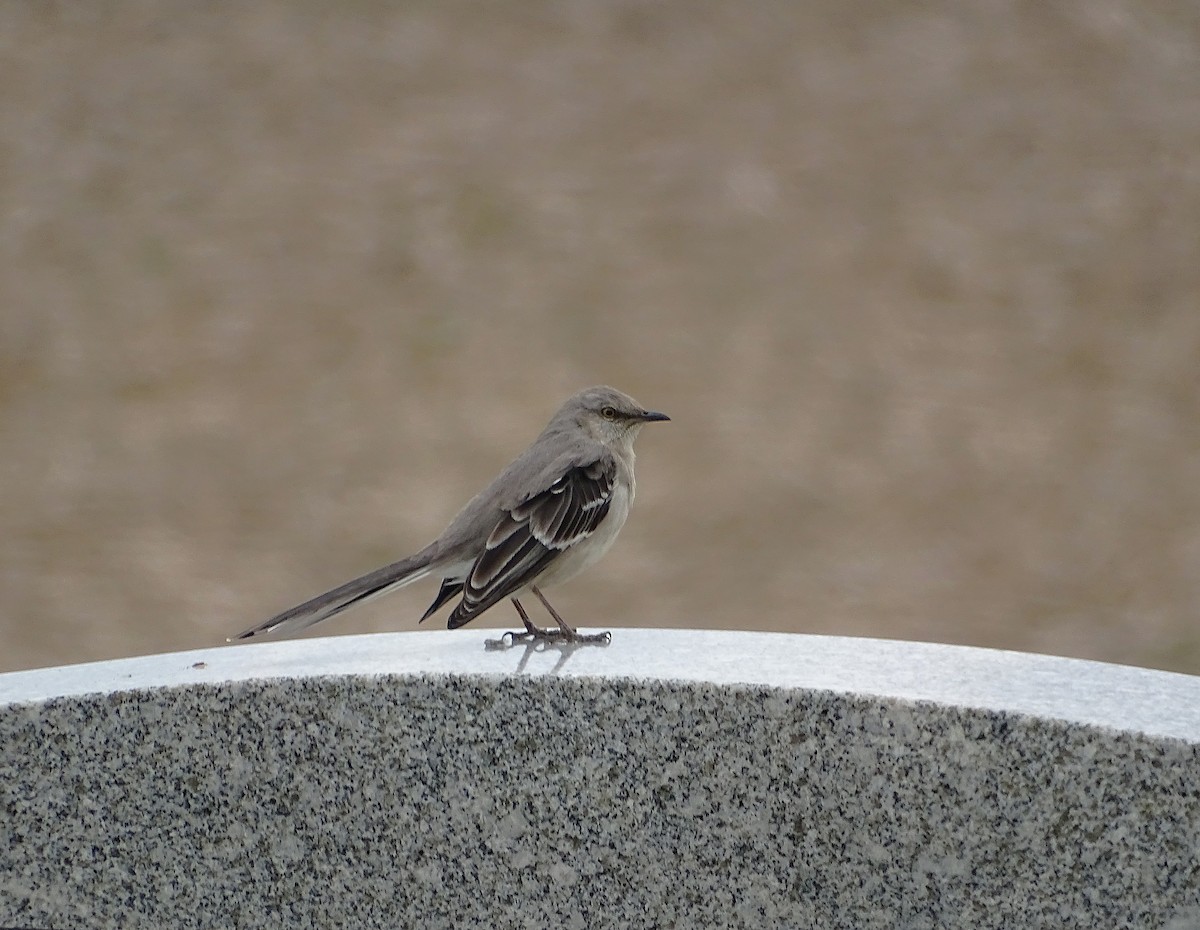 Northern Mockingbird - ML633693528