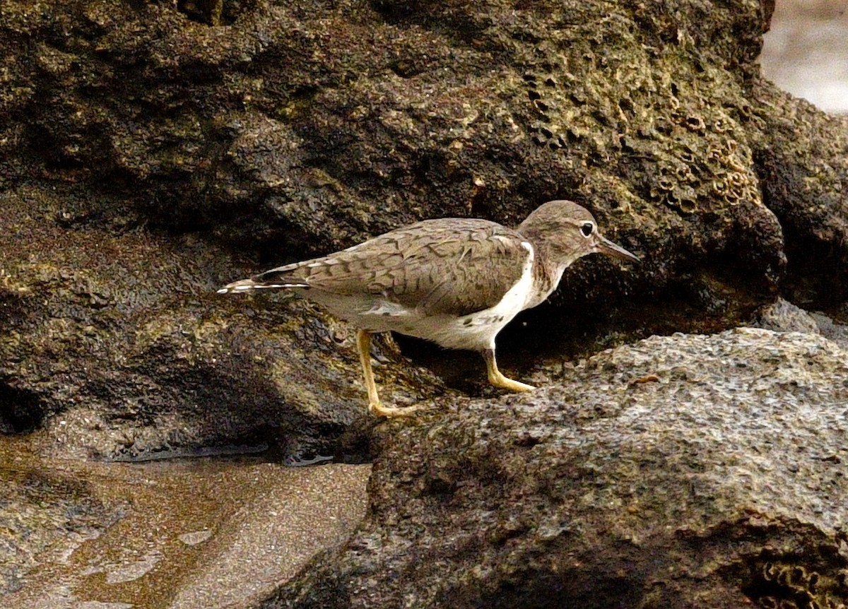 Spotted Sandpiper - ML633693778