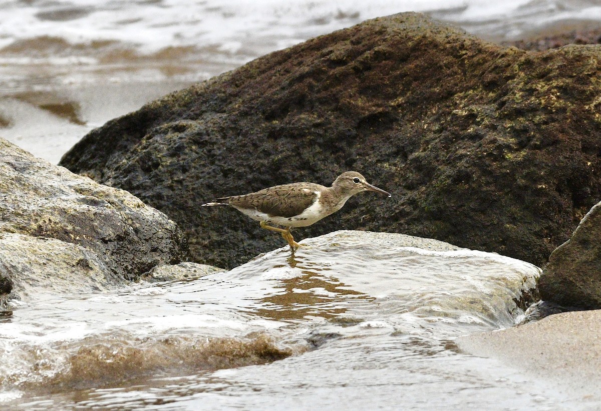 Spotted Sandpiper - ML633693780