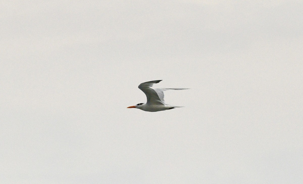 Royal Tern - ML633693824