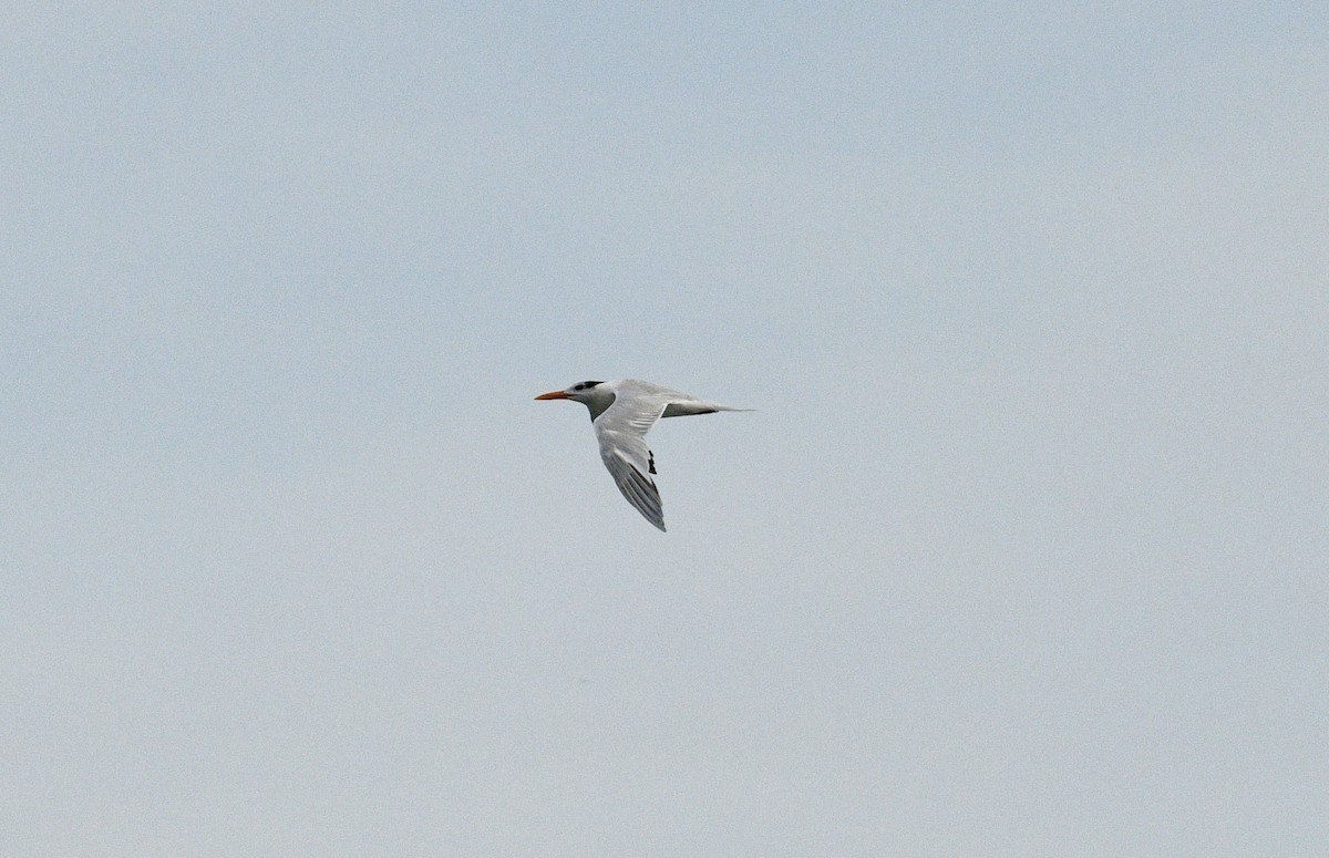 Royal Tern - ML633693825