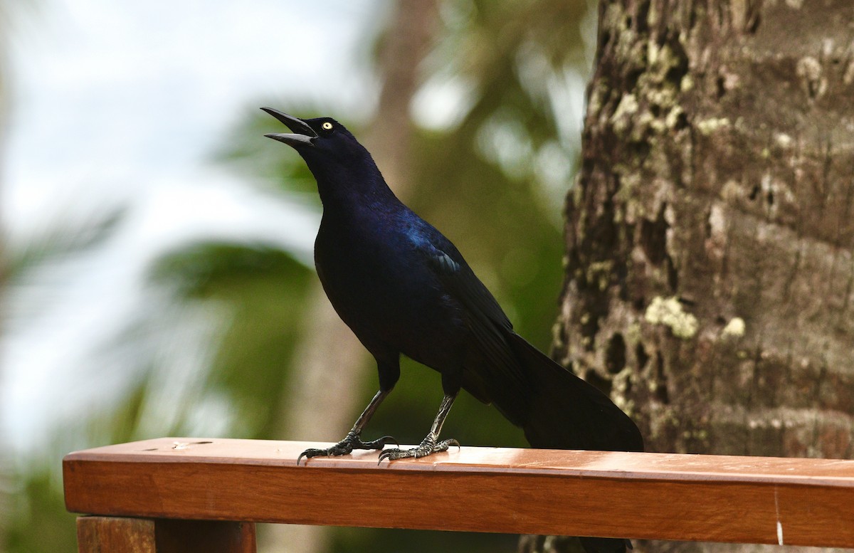 Great-tailed Grackle - ML633693943